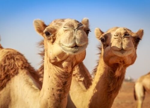 3-Day Tour from Marrakech to Erg Lihoudi Desert