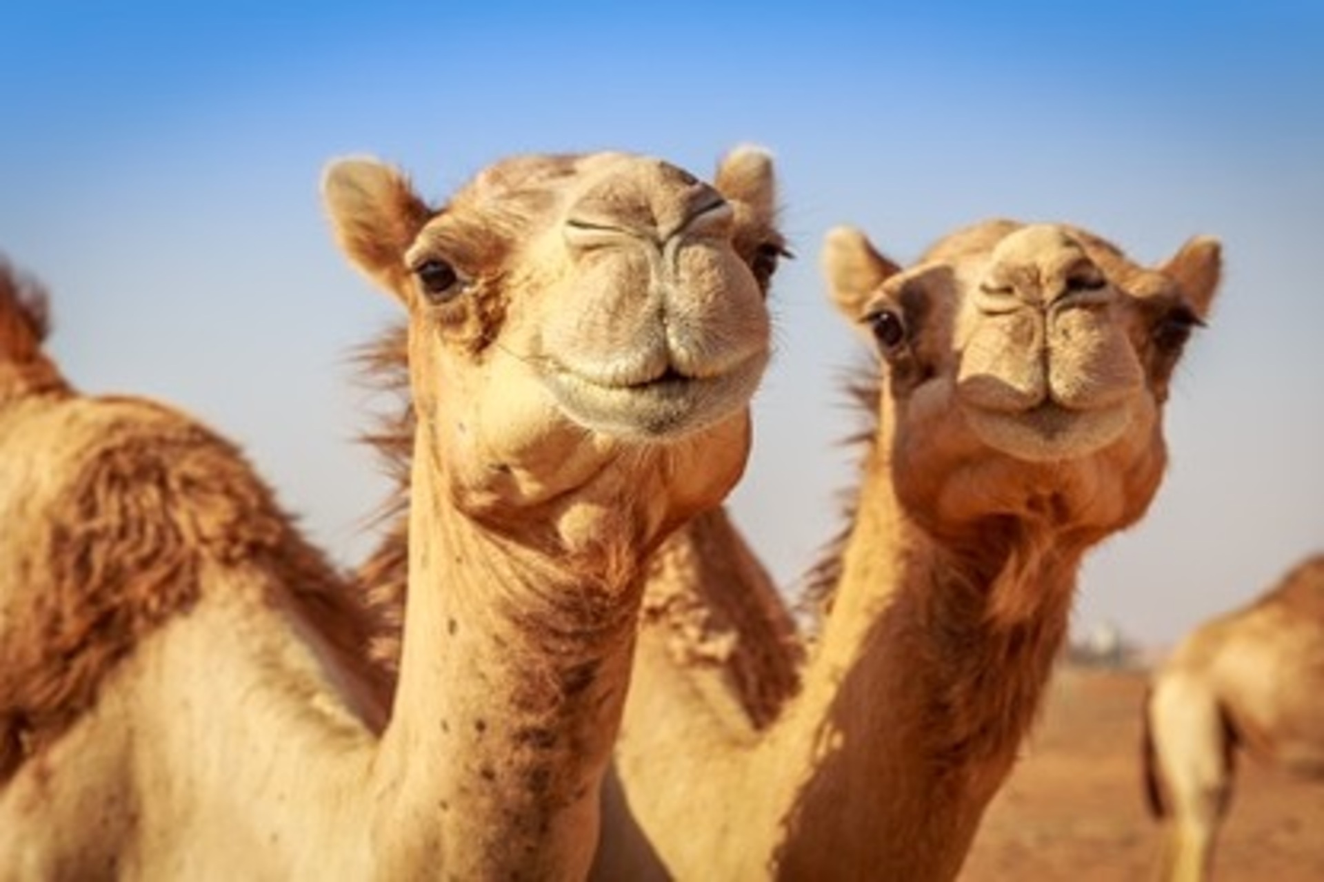 3-Day Tour from Marrakech to Erg Lihoudi Desert
