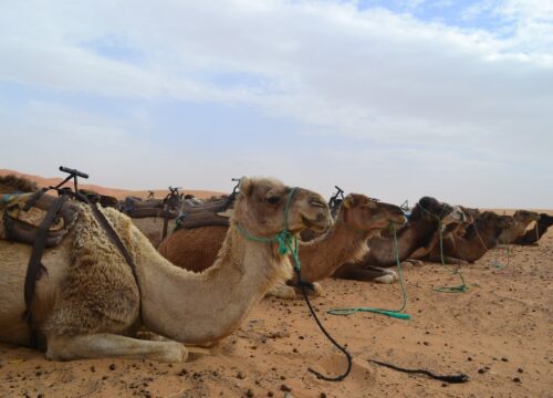 6-Day Tour from Tangier To Marrakech