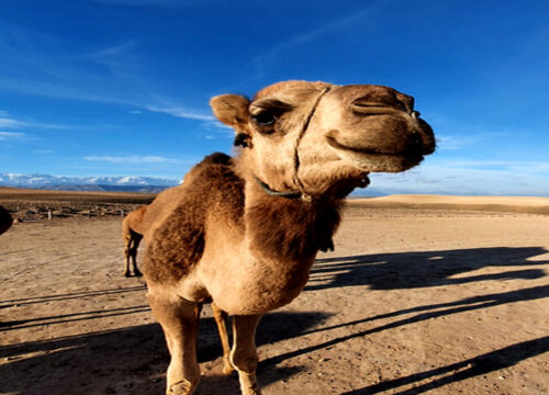 6-day Tour from Agadir To the Desert Via Marrakech