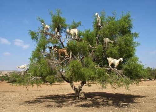 Goats on the tree trip from Agadir​